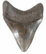 Serrated, Megalodon Tooth - Georgia #48474-2